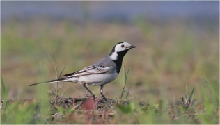 <p>KONIPAS BÍLÝ (Motacilla alba) /White wagtail - Bachstelze/</p>